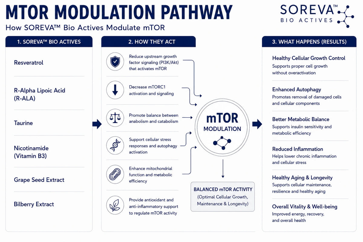 MTOR REGULATION