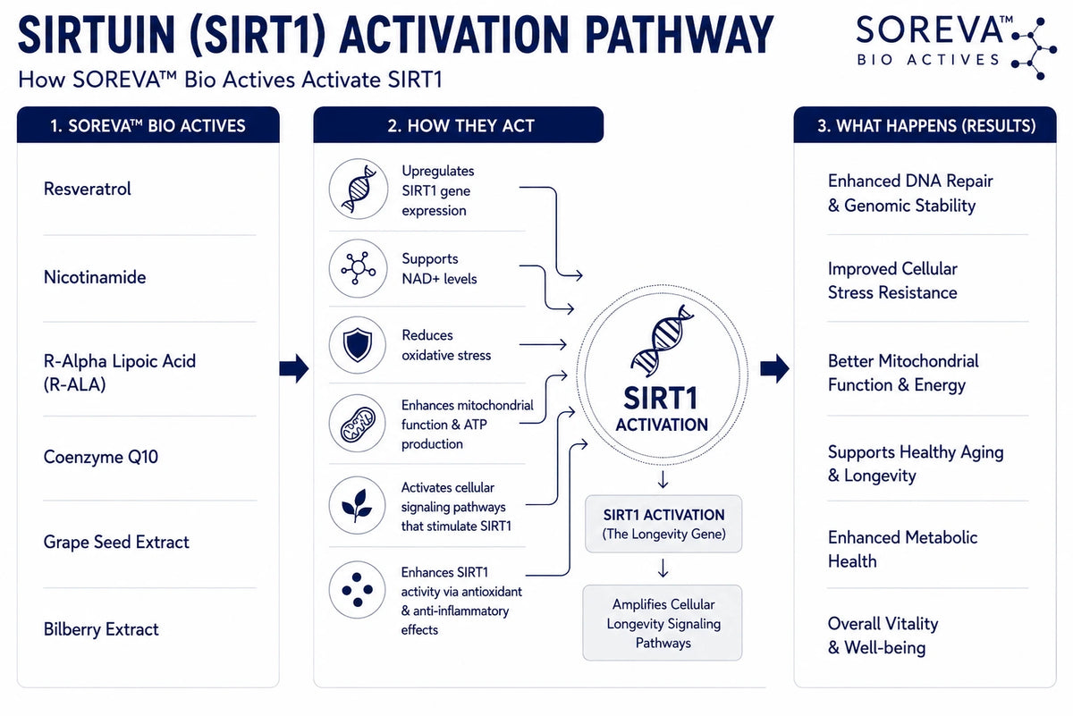 SIRTUIN ACTIVATION
