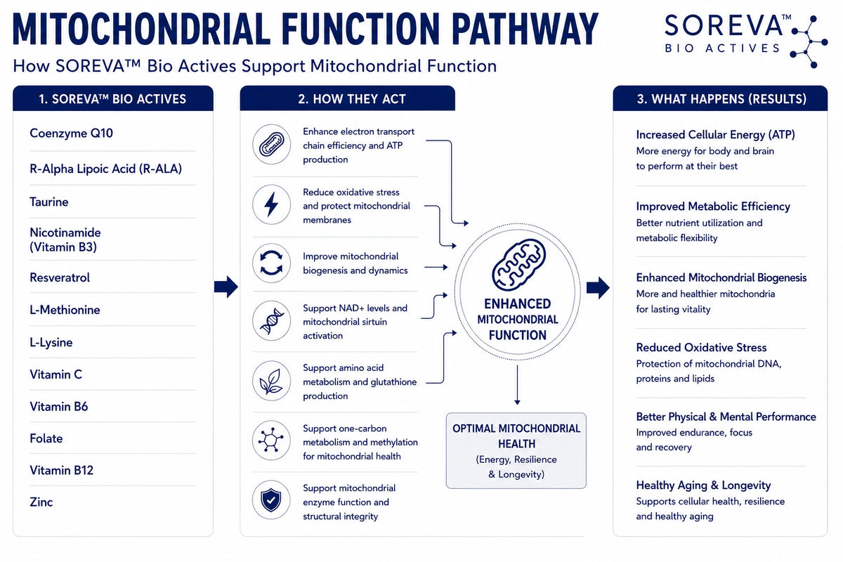 MITOCHONDRIAL HEALTH
