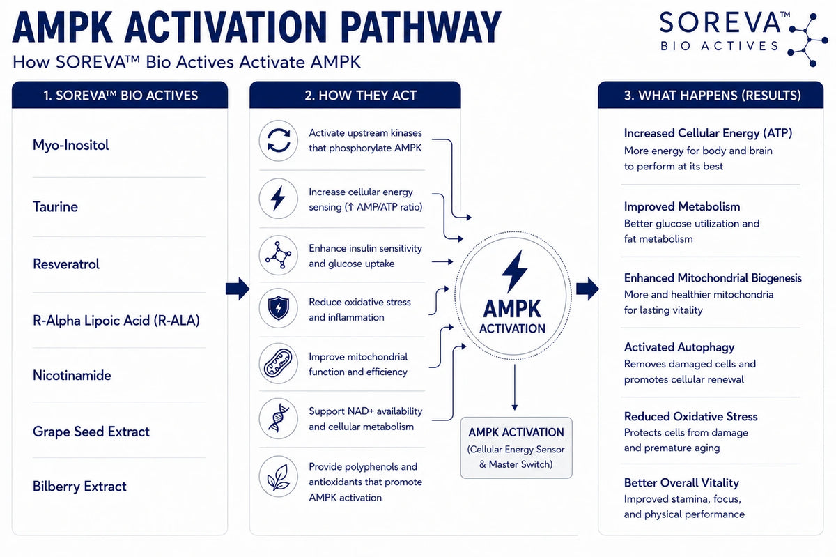 AMPK ACTIVATION